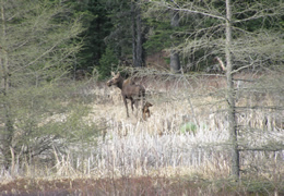 Moose