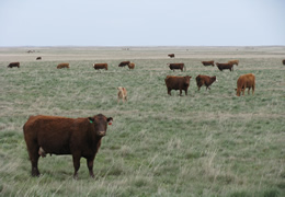 Alberta 172
